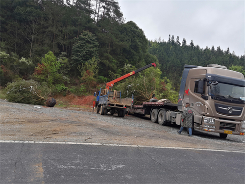 4米冠幅斷根楊梅基地，裝車場景