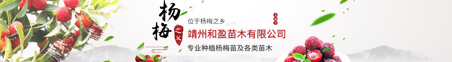 靖州和盈苗木有限公司-靖州縣斷根及移栽楊梅樹苗、桂花樹、柚子樹（黃金貢柚、紅心柚、沙田柚）、黃桃樹、大五星枇杷樹、美國紅楓、紅葉石楠、