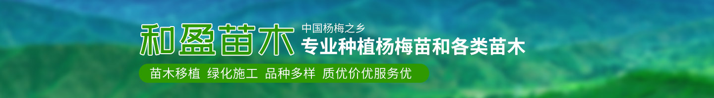 靖州和盈苗木有限公司-靖州縣斷根及移栽楊梅樹苗、桂花樹、柚子樹（黃金貢柚、紅心柚、沙田柚）、黃桃樹、大五星枇杷樹、美國紅楓、紅葉石楠、