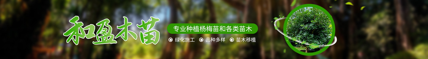 靖州和盈苗木有限公司-靖州縣斷根及移栽楊梅樹苗、桂花樹、柚子樹（黃金貢柚、紅心柚、沙田柚）、黃桃樹、大五星枇杷樹、美國紅楓、紅葉石楠、